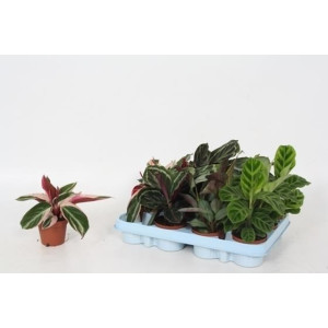 Калатея микс 20 см.